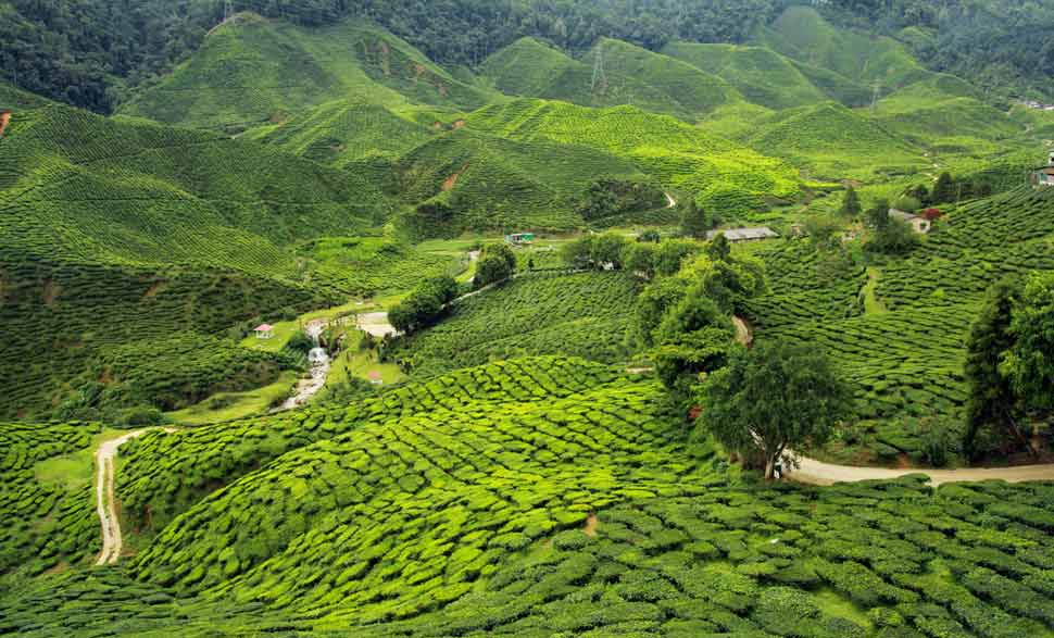 Assam